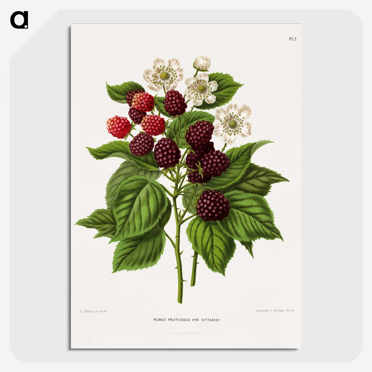 1-7_Nederlandsche-Flora-en-Pomona_picture-crop
