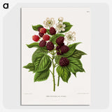 1-7_Nederlandsche-Flora-en-Pomona_picture-crop