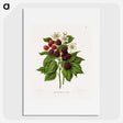 1-7_Nederlandsche-Flora-en-Pomona_picture