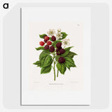 1-7_Nederlandsche-Flora-en-Pomona_picture