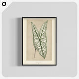 1-7_New-and-Rare-Beautiful-Leaved-Plants_blk-crop