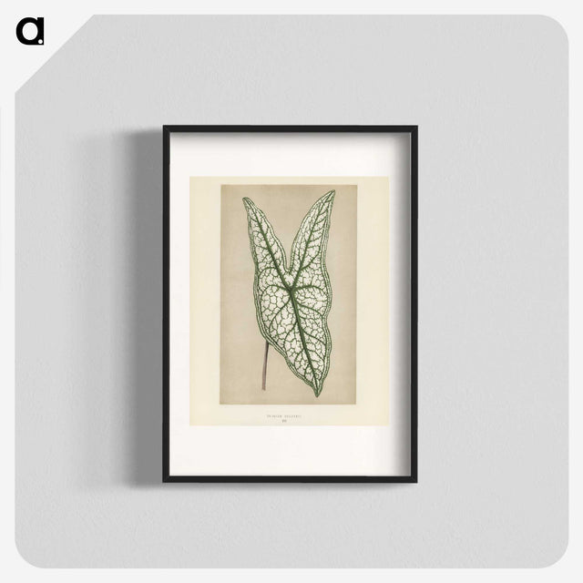 1-7_New-and-Rare-Beautiful-Leaved-Plants_blk