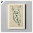 1-7_New-and-Rare-Beautiful-Leaved-Plants_canvas