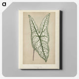 1-7_New-and-Rare-Beautiful-Leaved-Plants_canvas