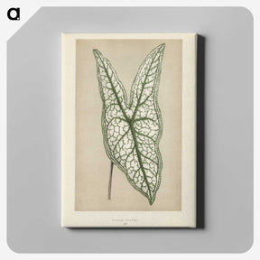 1-7_New-and-Rare-Beautiful-Leaved-Plants_canvas