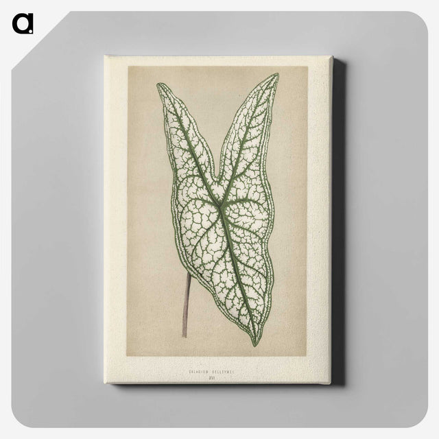 1-7_New-and-Rare-Beautiful-Leaved-Plants_canvas