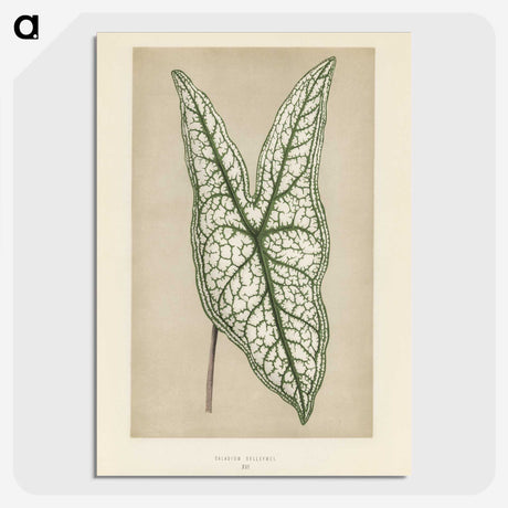 1-7_New-and-Rare-Beautiful-Leaved-Plants_picture-crop