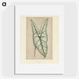 1-7_New-and-Rare-Beautiful-Leaved-Plants_picture