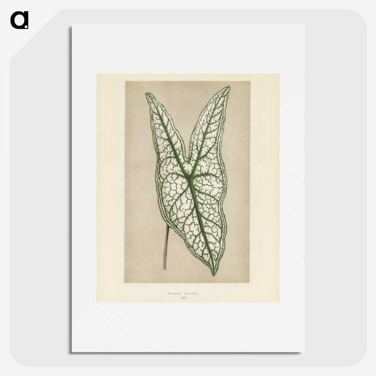 1-7_New-and-Rare-Beautiful-Leaved-Plants_picture