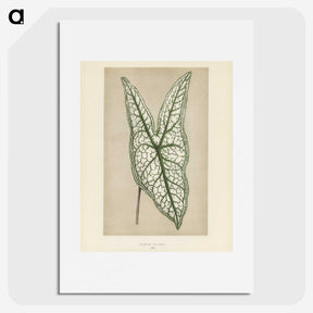 1-7_New-and-Rare-Beautiful-Leaved-Plants_picture