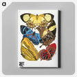 アートパネル-Vintage Butterflies
 - パピヨン Canvas.