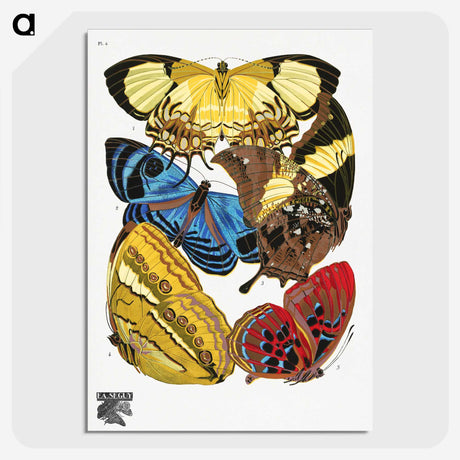 1-7_Papillons_picture-crop
