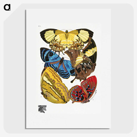 1-7_Papillons_picture
