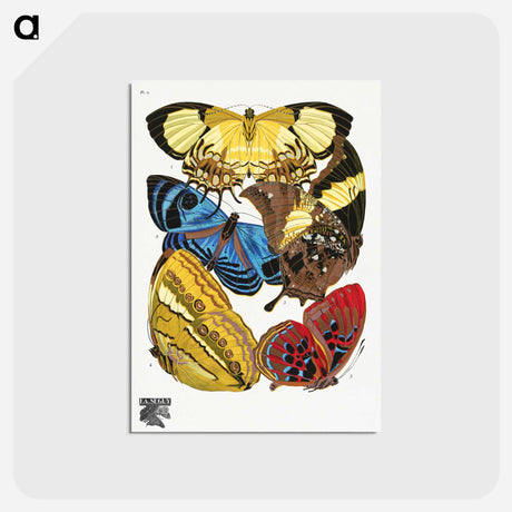 アートポストカード-Vintage Butterflies
 - パピヨン Postcard.