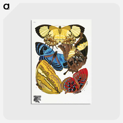 Vintage Butterflies
 - パピヨン Postcard.