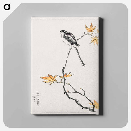 アートパネル-Japanese Long-tailed Tit and Maple Tree
 - 鳥類図鑑 Canvas.