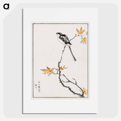 アートポスター-Japanese Long-tailed Tit and Maple Tree
 - 鳥類図鑑 Poster.