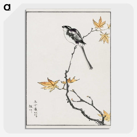 1-7_Pictorial-Monograph-of-Birds_picture-crop