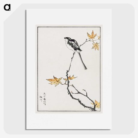 1-7_Pictorial-Monograph-of-Birds_picture