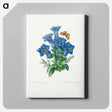 アートパネル-Gentiana Acaulis - ピエール ジョゼフ ルドゥーテ Canvas.