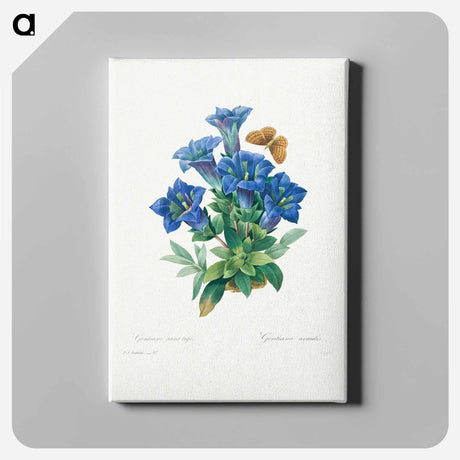 アートパネル-Gentiana Acaulis - ピエール ジョゼフ ルドゥーテ Canvas.