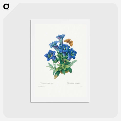 アートポストカード-Gentiana Acaulis - ピエール ジョゼフ ルドゥーテ Postcard.