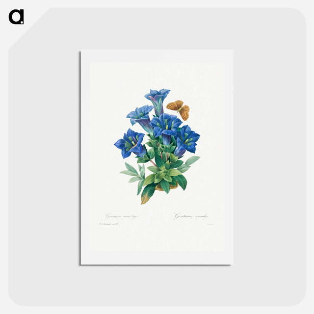 アートポストカード-Gentiana Acaulis - ピエール ジョゼフ ルドゥーテ Postcard.