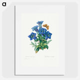 Gentiana Acaulis - ピエール ジョゼフ ルドゥーテ Poster.