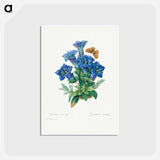 アートポストカード-Gentiana Acaulis - ピエール ジョゼフ ルドゥーテ Postcard.