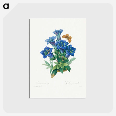 アートポストカード-Gentiana Acaulis - ピエール ジョゼフ ルドゥーテ Postcard.