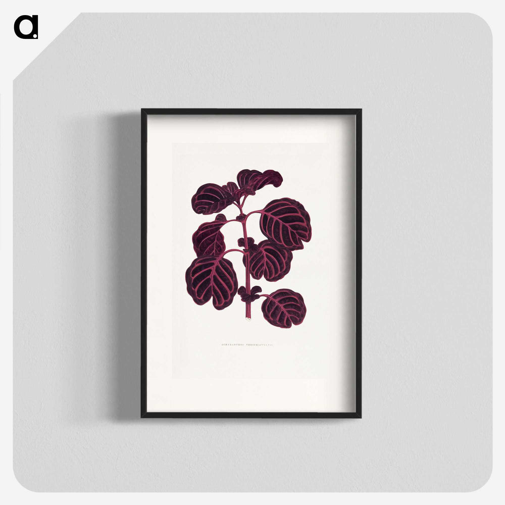 1-7_Plants-with-Colored-Foliage_blk