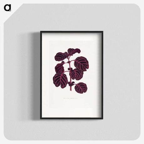 1-7_Plants-with-Colored-Foliage_blk