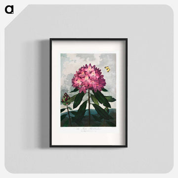 The Pontic Rhododendron
 - ロバート ジョン ソーントン Poster.