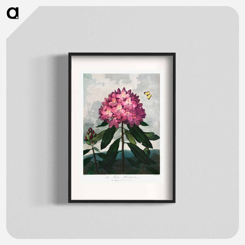 The Pontic Rhododendron
 - ロバート ジョン ソーントン Poster.