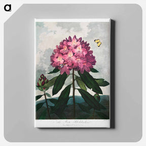 アートパネル-The Pontic Rhododendron
 - ロバート ジョン ソーントン Canvas.