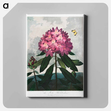 アートパネル-The Pontic Rhododendron
 - ロバート ジョン ソーントン Canvas.