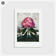 アートポストカード-The Pontic Rhododendron
 - ロバート ジョン ソーントン Postcard.