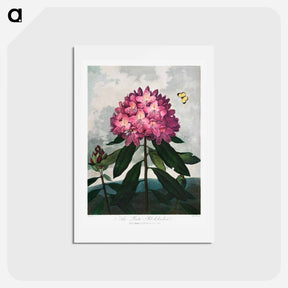 アートポストカード-The Pontic Rhododendron
 - ロバート ジョン ソーントン Postcard.