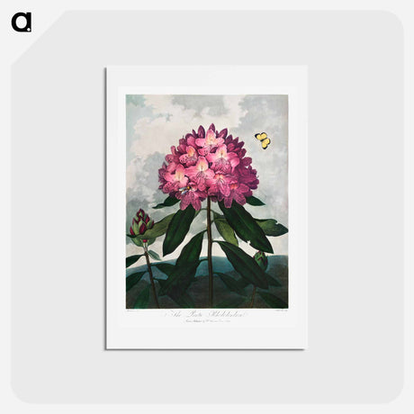 アートポストカード-The Pontic Rhododendron
 - ロバート ジョン ソーントン Postcard.