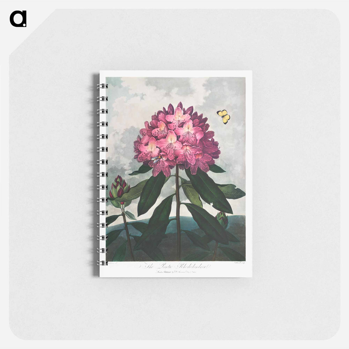 アートメモ帳-The Pontic Rhododendron
 - ロバート ジョン ソーントン Memo.