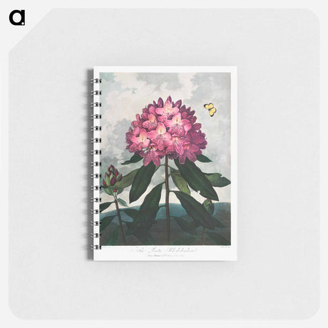 アートメモ帳-The Pontic Rhododendron
 - ロバート ジョン ソーントン Memo.