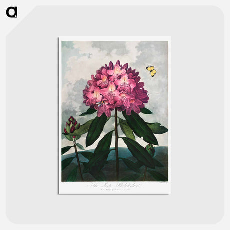 アートポストカード-The Pontic Rhododendron
 - ロバート ジョン ソーントン Postcard.