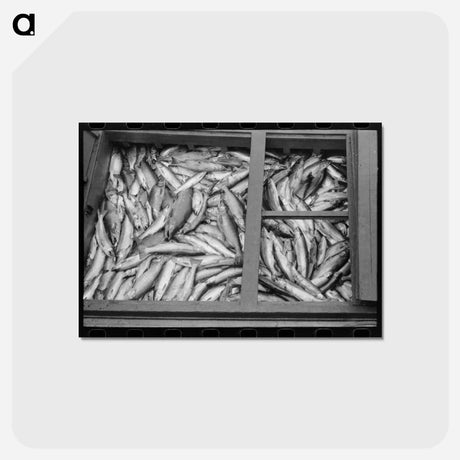 アートポストカード-Salmon, Astoria, Oregon
 - ラッセル リー Postcard.