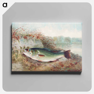Largemouth Bass
 - サミュエル キルボーン Canvas.