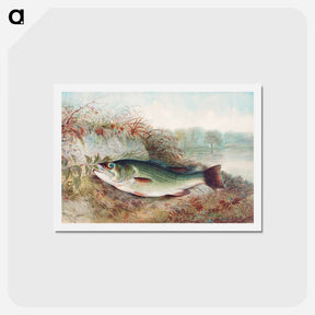 アートポストカード-Largemouth Bass
 - サミュエル キルボーン Postcard.