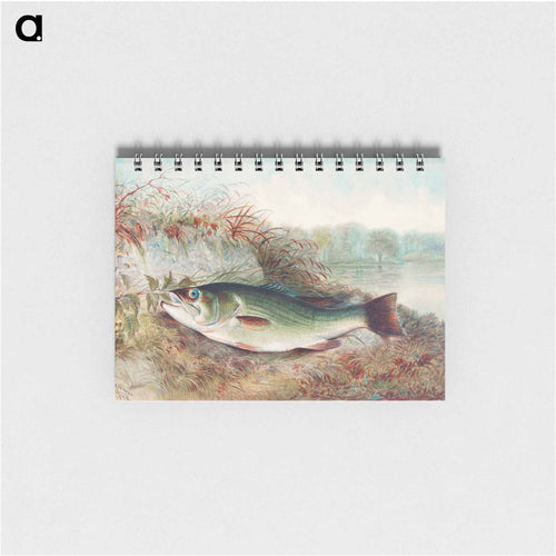 Largemouth Bass
 - サミュエル キルボーン Memo.