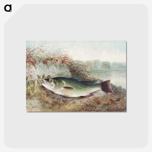Largemouth Bass
 - サミュエル キルボーン Postcard.