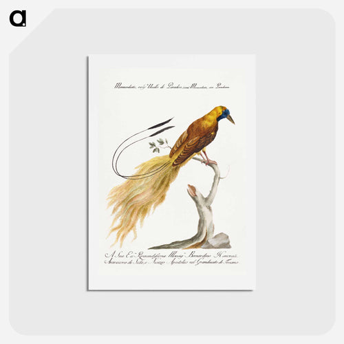 Manucodiata, sive paradisaea
 - サヴェリオ マネッティ Postcard.