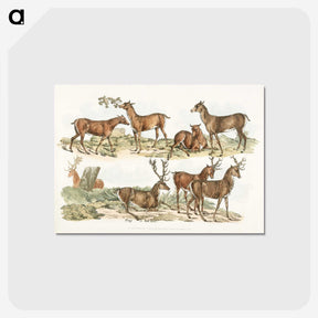 1-7_Sporting-Sketches_postcard
