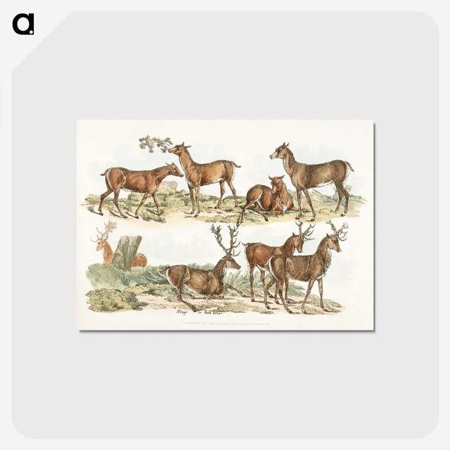 1-7_Sporting-Sketches_postcard